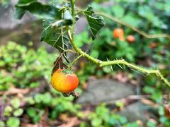 -广州神农草堂中医药博物馆