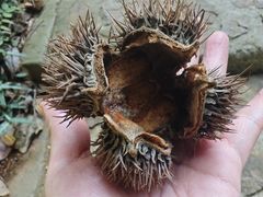 -上海佘山国家森林公园天马山园