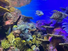 -上海海洋水族馆