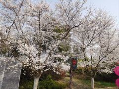 -天王浮山樱花园