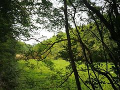 -素山寺森林公园