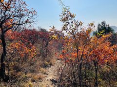 -北京西山国家森林公园