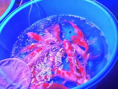 -中环花鸟鱼虫市场