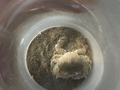 -贝壳沙滩