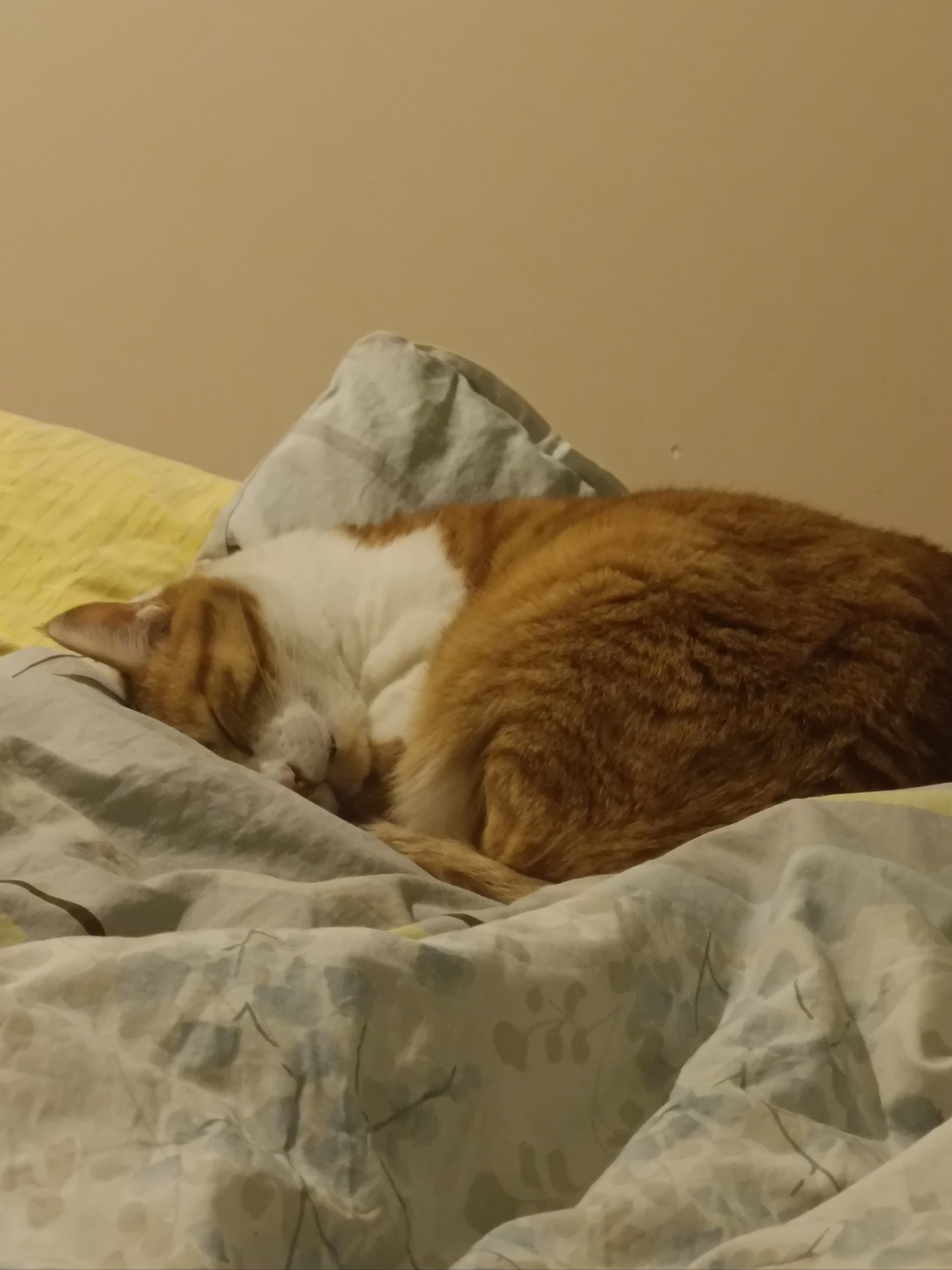 点评正当玩睡觉的小猫咪,哈哈哈