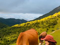 -大姆山草场