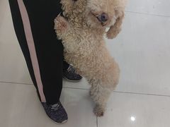 -全心全意连锁动物医院·微创中心·内科急重症·心脏专科(丰管路店)