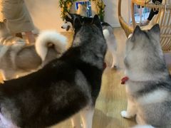 -Husky Go! 哈士奇体验馆·宠物咖啡厅狗咖
