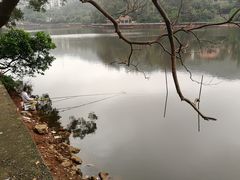 -银湖山郊野公园-相思林