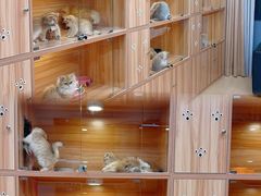 -猫十亿·布偶金渐层·曼基康矮脚猫舍(青年路店)