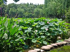 -陈家山荷花公园
