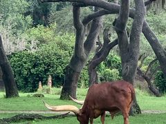 -奥兰多迪士尼动物王国乐园