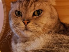 -猫咪派对(江南西店)