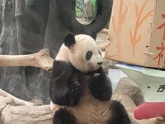 -灵玲国际马戏城