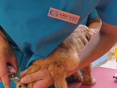 -北京观赏动物医院·24小时大型综合·猫专科·异宠专科