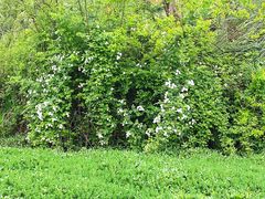 -白鹭湾湿地公园