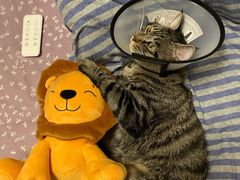 -北京恒爱动物医院(清景园分院)