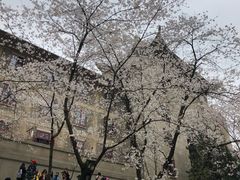 -武汉大学-樱园