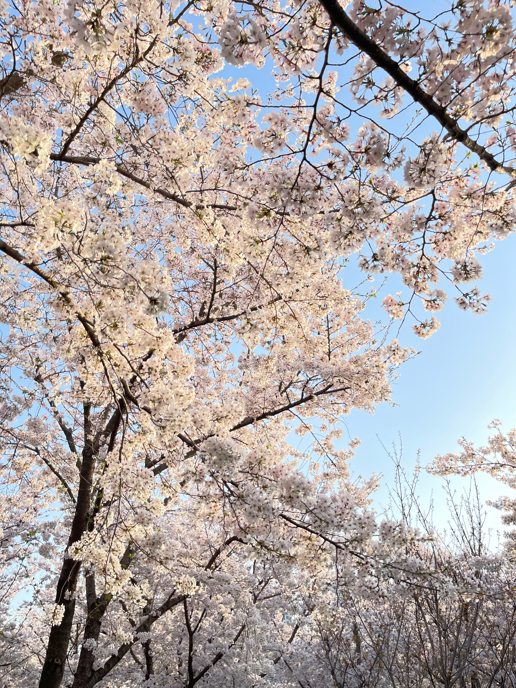 徐汇滨江樱花图片