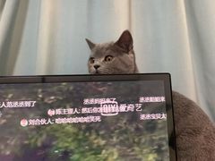 -伟伟宠物医院·CT影像中心·瑞派犬猫综合性门诊(汉口总院)
