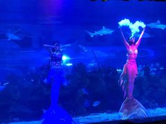 -成都浩海立方海洋公园