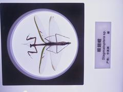 -上海昆虫博物馆
