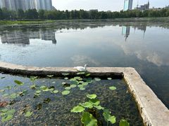 -莲花池公园
