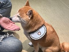 -逗柴咖啡屋·狗咖猫咖宠物桌游