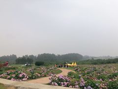 -空港花田景区