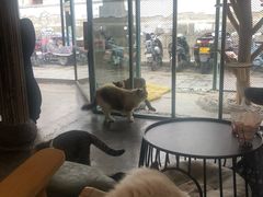 -喵屿·大理花园猫咖