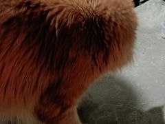 -浣熊柯尔鸭土拨鼠·电玩咖