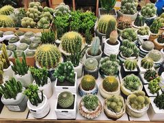 -三圣花乡旅游区