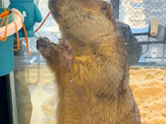 -怪兽屋·羊驼·猫咖·狗咖(俊华广场店)