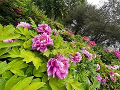 -莲花池公园