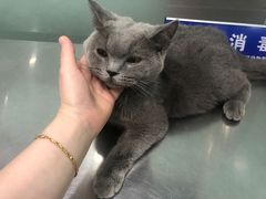 -福懋动物医院·犬猫全科·外科·重症科(杏林分院)