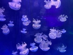 -左海海底世界