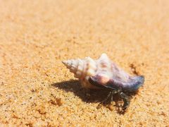 -三亚海棠湾万丽度假酒店