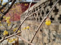 -泰山风景名胜区-普照寺