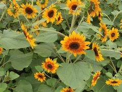 -上海植物园-4号门售票处