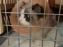 -伟伟宠物医院·CT影像中心·瑞派犬猫综合性门诊(汉口总院)