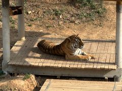 -石家庄市动物园