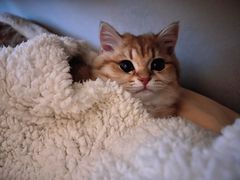 -老吴的猫·猫舍(新区店)