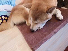 -喜柴咖啡·柴犬狗咖