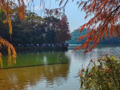 -深圳仙湖植物园