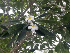 -槟城街头艺术街区