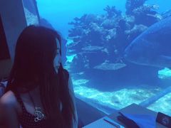 -海棠湾洲际-涛·海底餐厅·美人鱼·自助餐·海底隧道