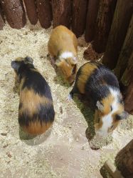 -Zoolung Zoolung动物主题公园(海信广场店)