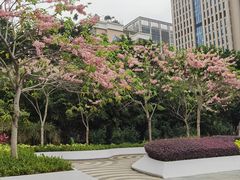 -深圳国际园林花卉博览园