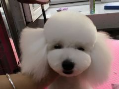 -瑞派宠物医院·24小时骨科·心脏·核磁(哈尔滨南岗店)