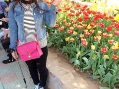 -洛阳郁金香牡丹园